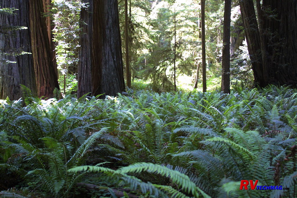 /articlepics/68_redwoods_image-16.jpg