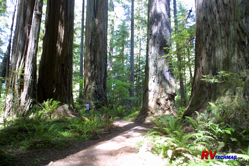 /articlepics/68_redwoods_image-17.jpg
