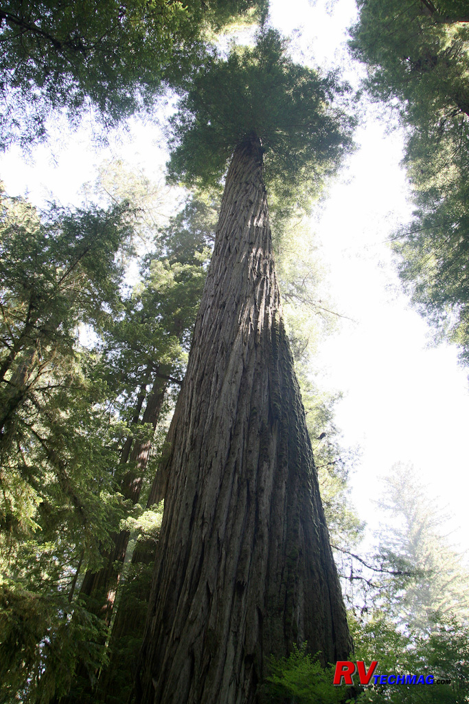 /articlepics/68_redwoods_image-18.jpg